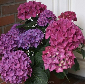 Гортензия крупнолистная 'Хоберджин'