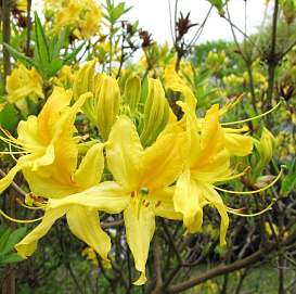 Рододендрон гибридный (азалия) 'Лютеум' (желтая)