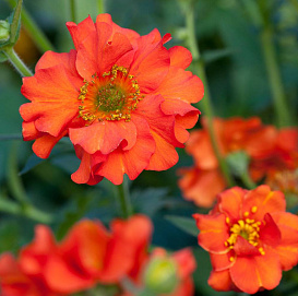 Гравилат шарлаховый 'Куки'