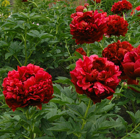 Пион молочноцветковый 'Кэрол' (винно - красный)