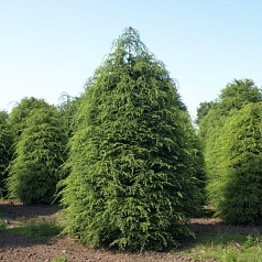 Тсуга канадская