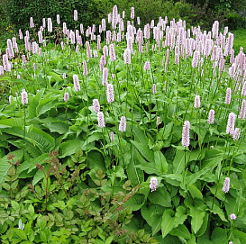 Горец змеиный 'Супербум'