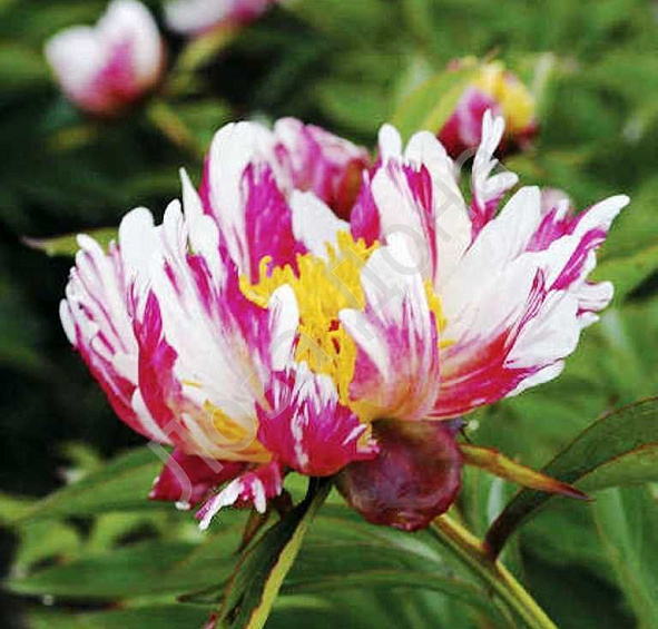 Пион молочноцветковый 'Твиттерпэйтед' (розовый с белым)