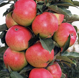 Яблоня колоновидная 'Летнее Крупное'