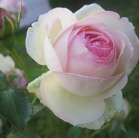 Роза 'Эден Роуз' (плетистая) (бело - розовая)