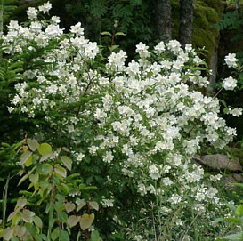 Чубушник Льюиса 'Ватертон'