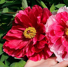 Пион древовидный 'Тайо' (красный)