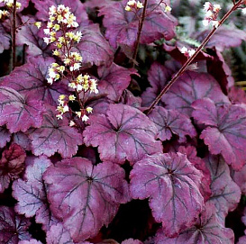 Гейхера гибридная 'Плюм Ройял'