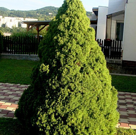 Ель канадская 'Коника'