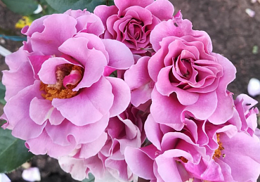 Роза 'Санта Моника' (флорибунда) (лилово - пурпурная)