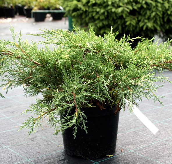 Можжевельник средний 'Уайт Сплаш'