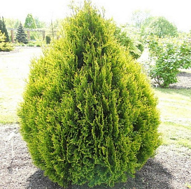 Туя складчатая 'Корник'