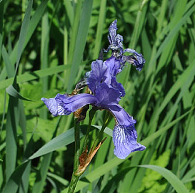 Ирис гибридный