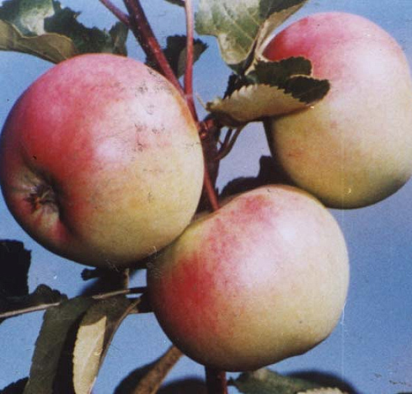 Яблоня домашняя 'Болотовское'