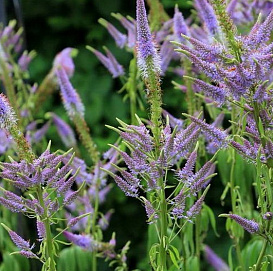 Вероникаструм виргинский 'Фасцинейшион' (сине - фиолетовый)