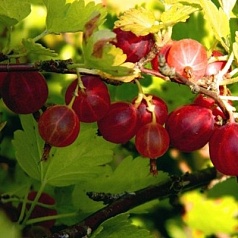 Крыжовник 'Зеленый дождь'