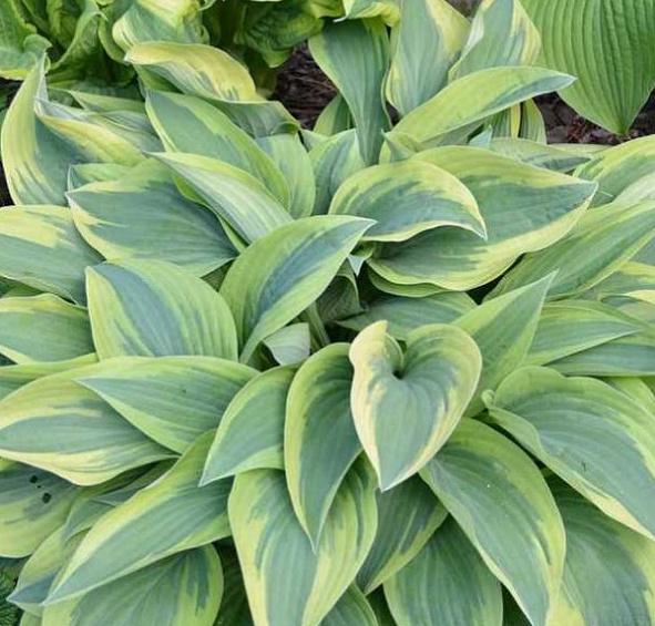 Хоста гибридная (вздутая, волнистая) 'Вулверин'