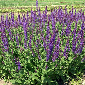 Сальвия дубравная (Шалфей) 'Остфрисленд'