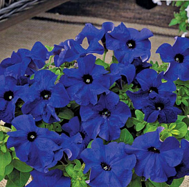 Петуния (сурфиния) гибридная 'Тритуния Блю' (синяя)