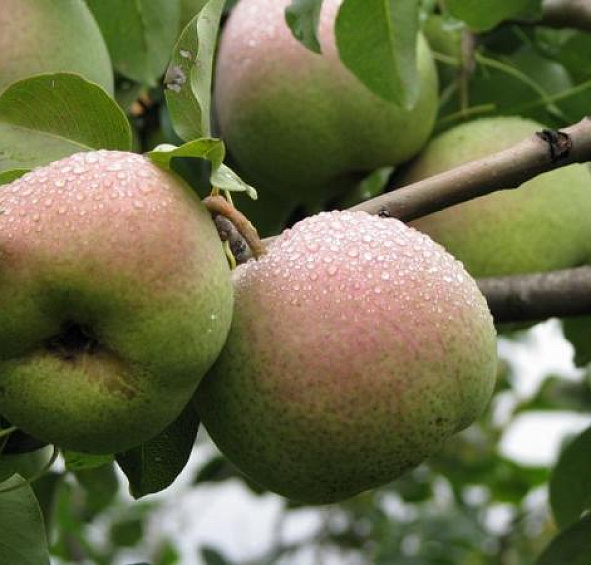 Груша 'Крупноплодная 'Сусова'