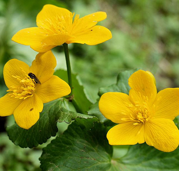 Калужница болотная