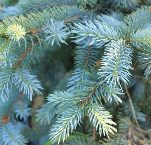 Ель колючая Голубая