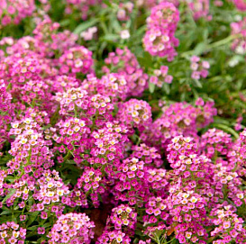 Алиссум морской (Лобулярия) 