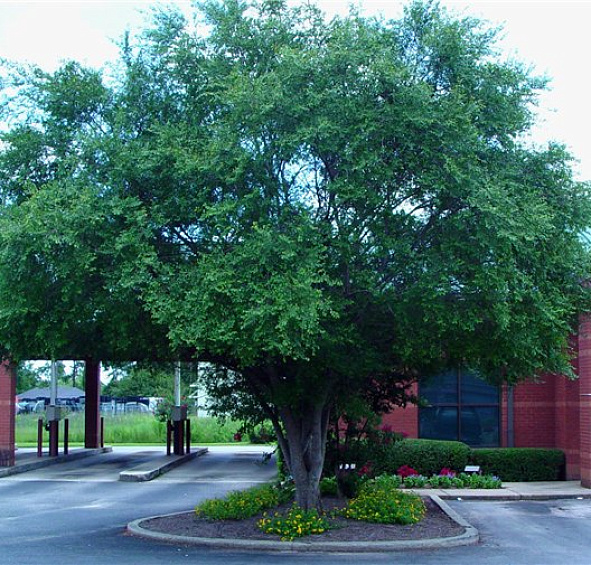 Вяз шершавый