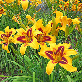 Лилейник 'Bonanza'