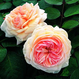 Роза 'Э Шропшир Лад' (парковая) (персиково - кремовая)