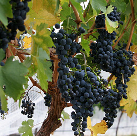 Виноград 'Боскуп Глори' (Боскопская Слава)(синий)