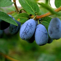 Жимолость съедобная 'Нимфа'