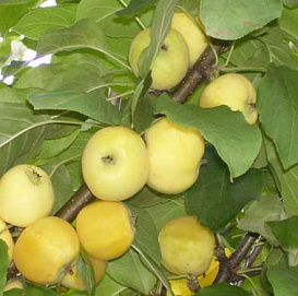 Яблоня домашняя 'Китайка Золотая'