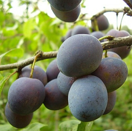 Слива 'Синий дар'