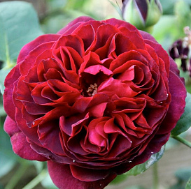 Роза 'Манстед Вуд' (парковая) (винно - красная)