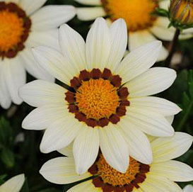 Газания блестящая 'Нью Дей Уайт' (белая)