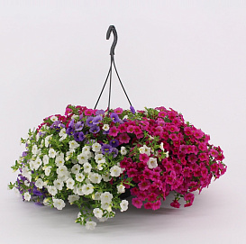 Кашпо пластиковое с петунией/сурфинией