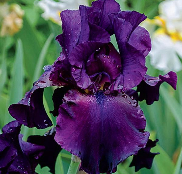 Ирис германский (бородатый) 'Суперстишн' 