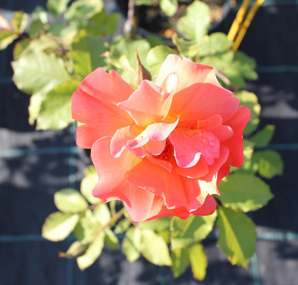 Роза 'Вестерланд' (парковая, плетистая, шраб) (оранжевая)