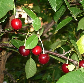 Черешня 'Теремошка'