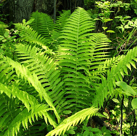 Щитовник (папоротник) мужской