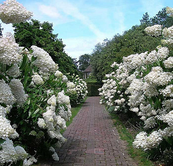 Гортензия метельчатая 'Грандифлора'