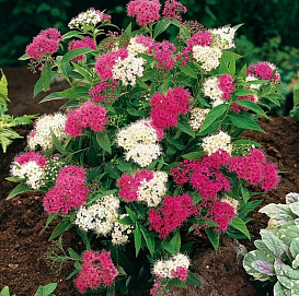 Спирея японская 'Широбана'