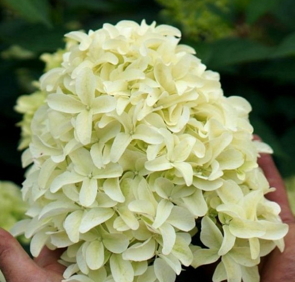 Гортензия метельчатая 'Скайфолл'