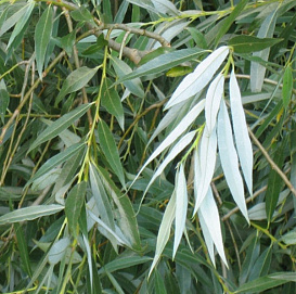 Ива гибридная (белая) 'Свердловская блестящая'