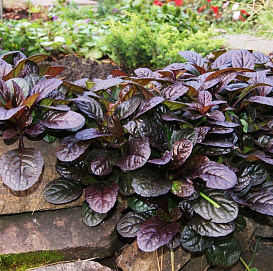 Живучка (аюга) Живучка (аюга) пурпурная