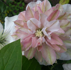 Клематис крупноцветковый 'Инносент Блаш'