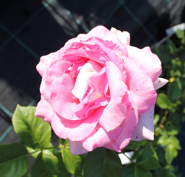 Роза 'Луи дэ Фюнес' (чайно-гибридная) (оранжевая)