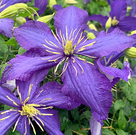 Клематис крупноцветковый 'Рапсоди'