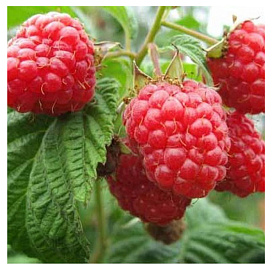 Малина 'Кардинал'